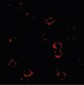 CXCR4 Antibody (aa182-196)